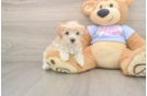 Happy Maltipoo Baby