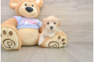 Maltipoo Puppy for Adoption