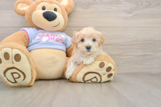 Maltipoo Puppy for Adoption