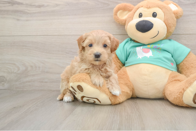 Best Maltipoo Baby