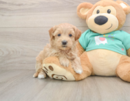 7 week old Maltipoo Puppy For Sale - Pilesgrove Pups