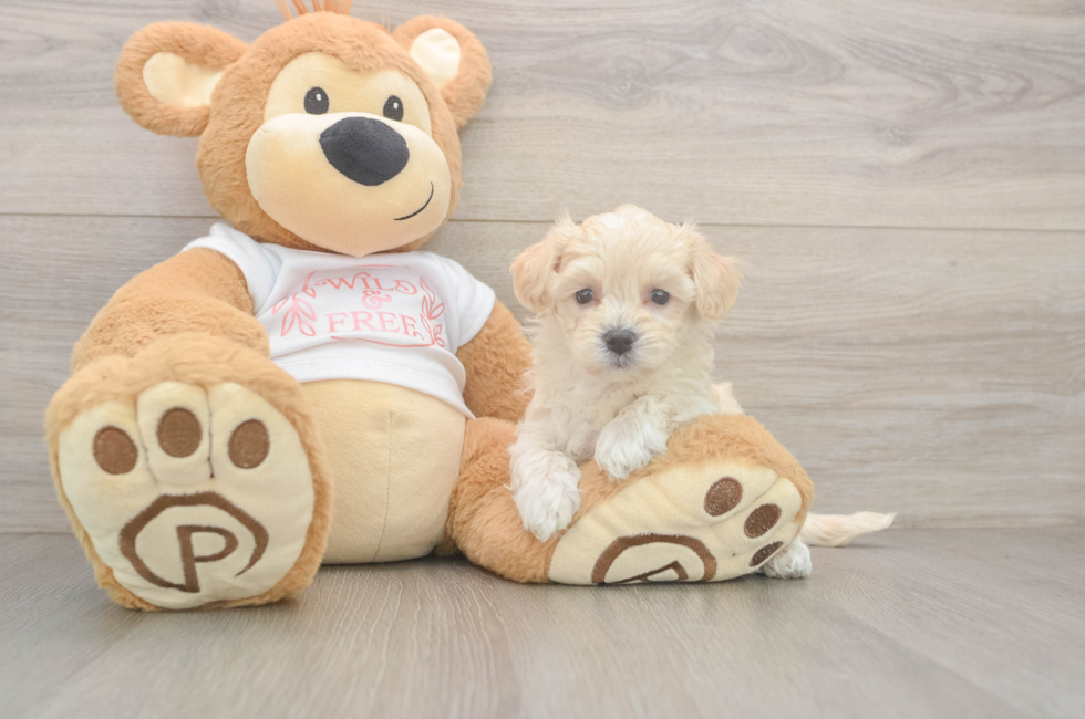 5 week old Maltipoo Puppy For Sale - Pilesgrove Pups