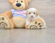 8 week old Maltipoo Puppy For Sale - Pilesgrove Pups