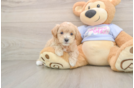 Best Maltipoo Baby
