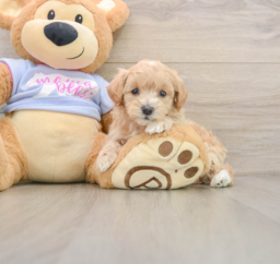 9 week old Maltipoo Puppy For Sale - Pilesgrove Pups