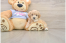 Hypoallergenic Maltese Poodle Poodle Mix Puppy