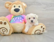 8 week old Maltipoo Puppy For Sale - Pilesgrove Pups