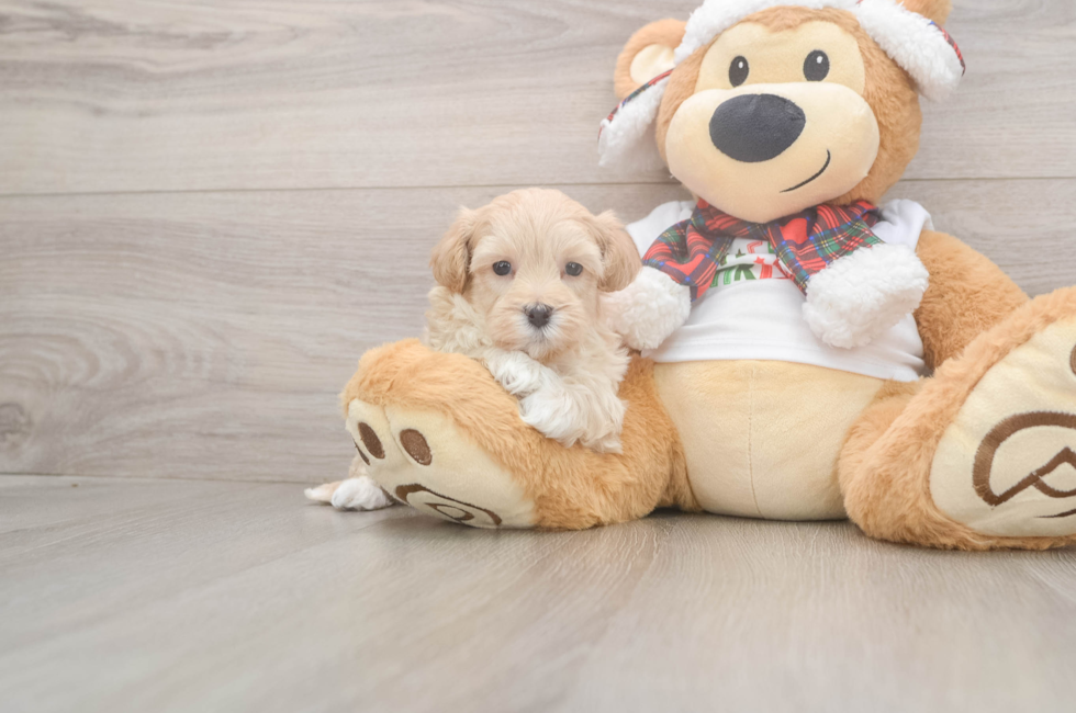 5 week old Maltipoo Puppy For Sale - Pilesgrove Pups