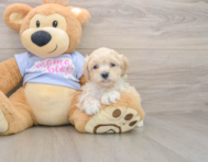 9 week old Maltipoo Puppy For Sale - Pilesgrove Pups