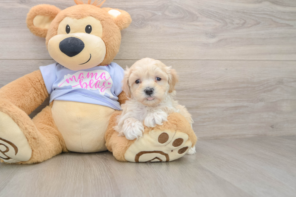 Maltipoo Puppy for Adoption