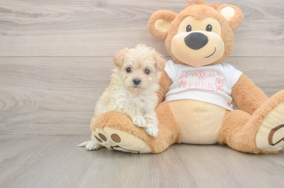 5 week old Maltipoo Puppy For Sale - Pilesgrove Pups