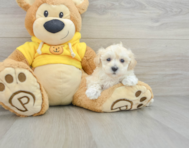 7 week old Maltipoo Puppy For Sale - Pilesgrove Pups