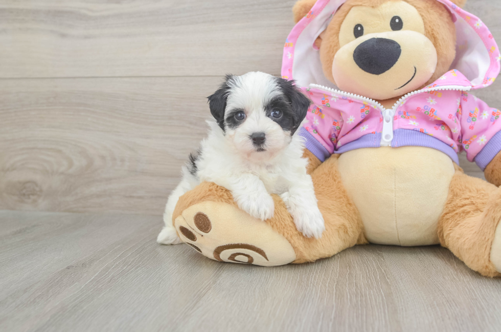 5 week old Maltipoo Puppy For Sale - Pilesgrove Pups