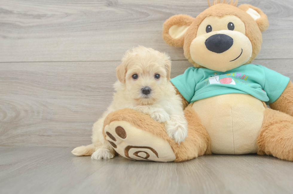 6 week old Maltipoo Puppy For Sale - Pilesgrove Pups