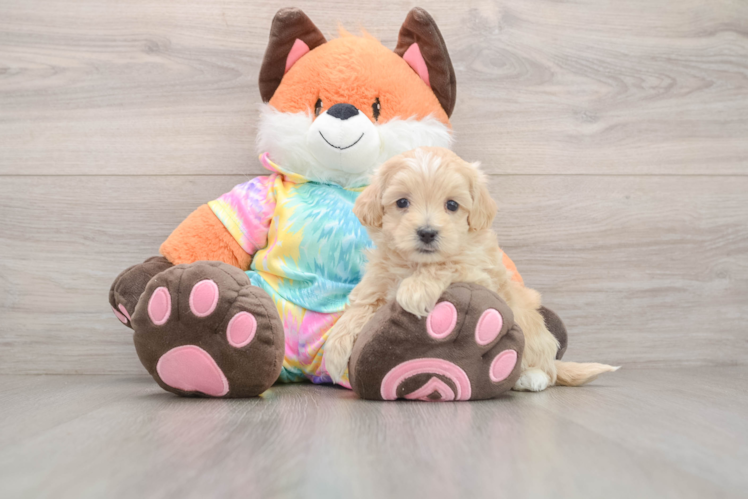 Maltipoo Pup Being Cute