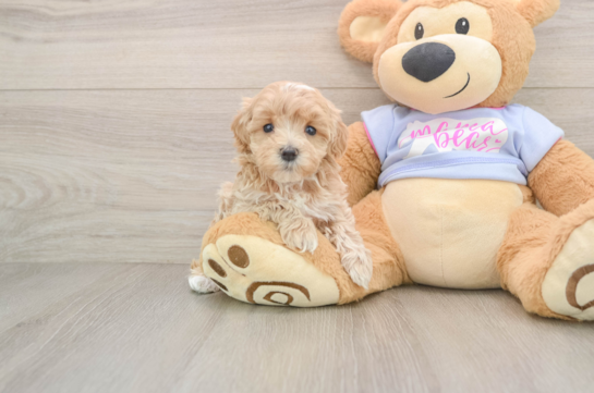 Best Maltipoo Baby