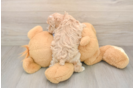 Best Maltipoo Baby