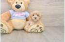 Fluffy Maltipoo Poodle Mix Pup
