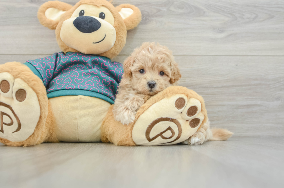 6 week old Maltipoo Puppy For Sale - Pilesgrove Pups