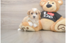 Funny Maltipoo Poodle Mix Pup