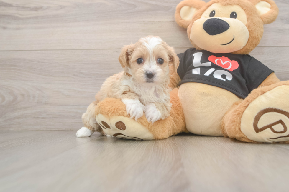 Funny Maltipoo Poodle Mix Pup