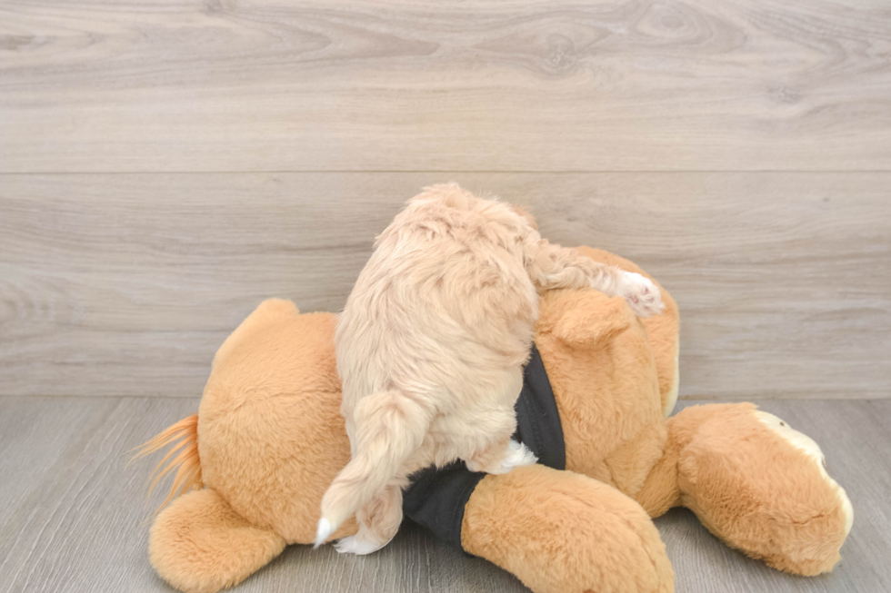 Maltipoo Pup Being Cute