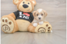 Cute Maltipoo Baby