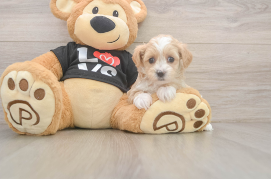Cute Maltipoo Baby