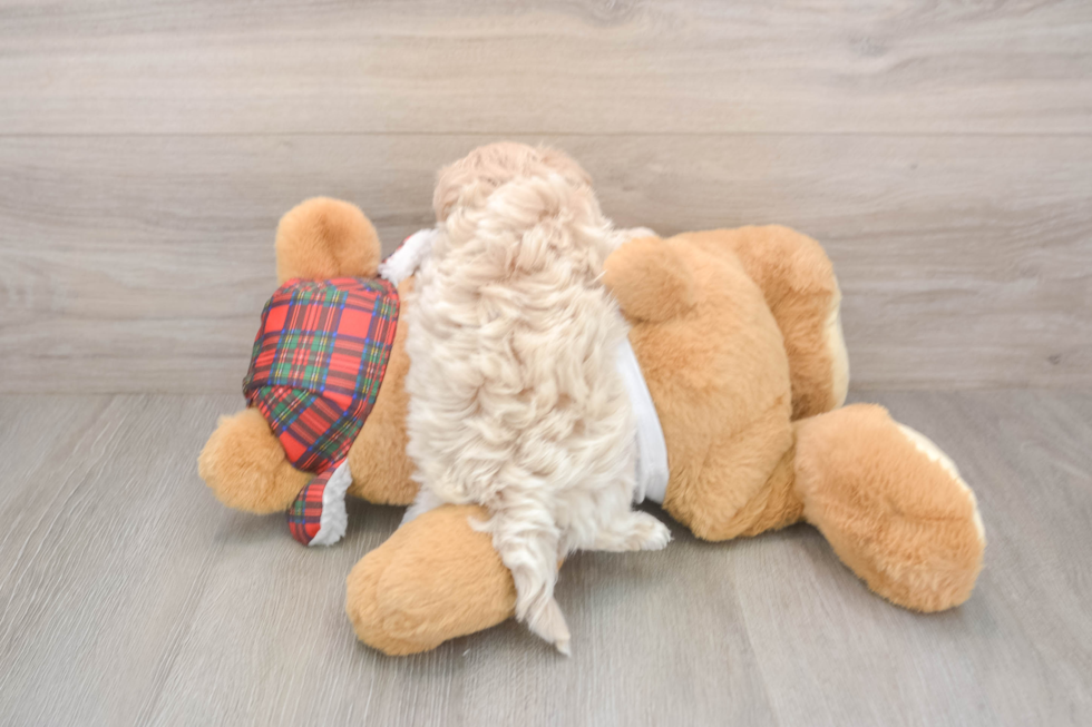 Maltipoo Pup Being Cute