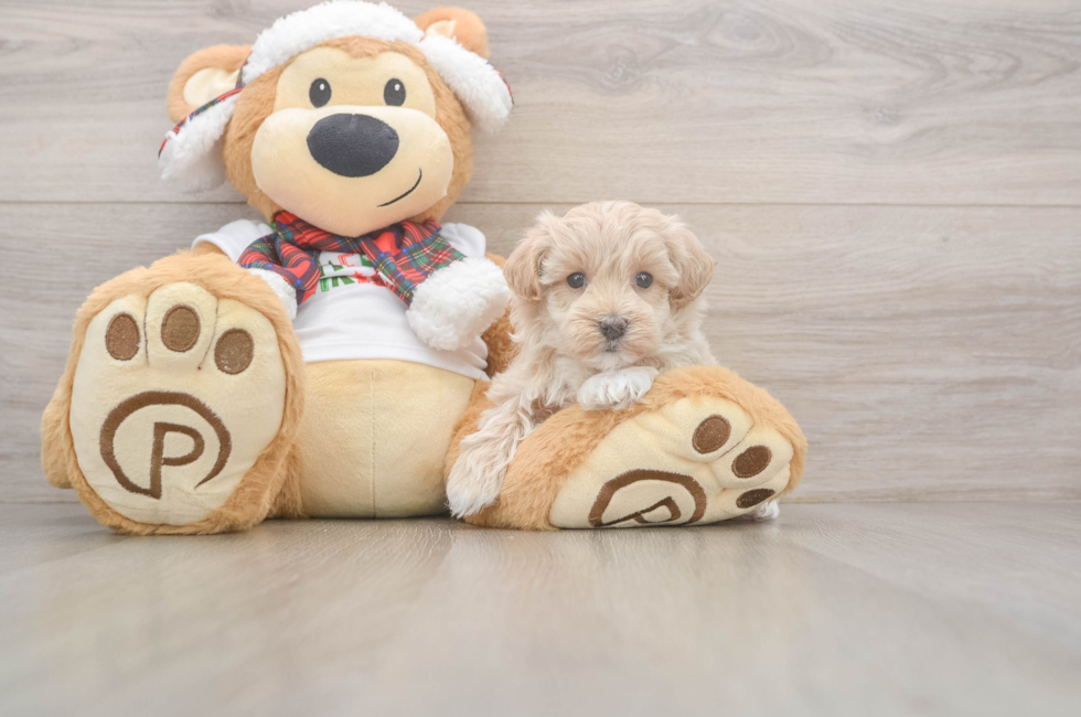 5 week old Maltipoo Puppy For Sale - Pilesgrove Pups