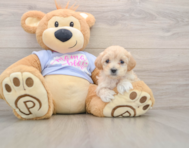 9 week old Maltipoo Puppy For Sale - Pilesgrove Pups