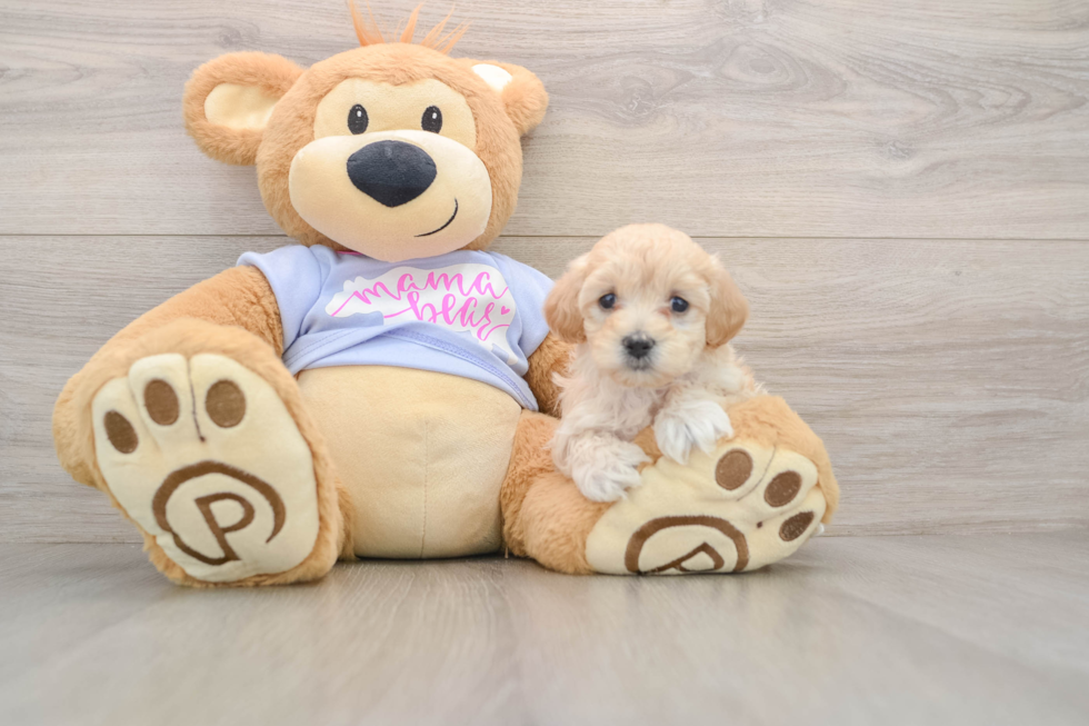 Maltipoo Pup Being Cute