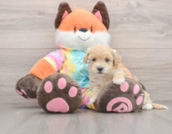 8 week old Maltipoo Puppy For Sale - Pilesgrove Pups