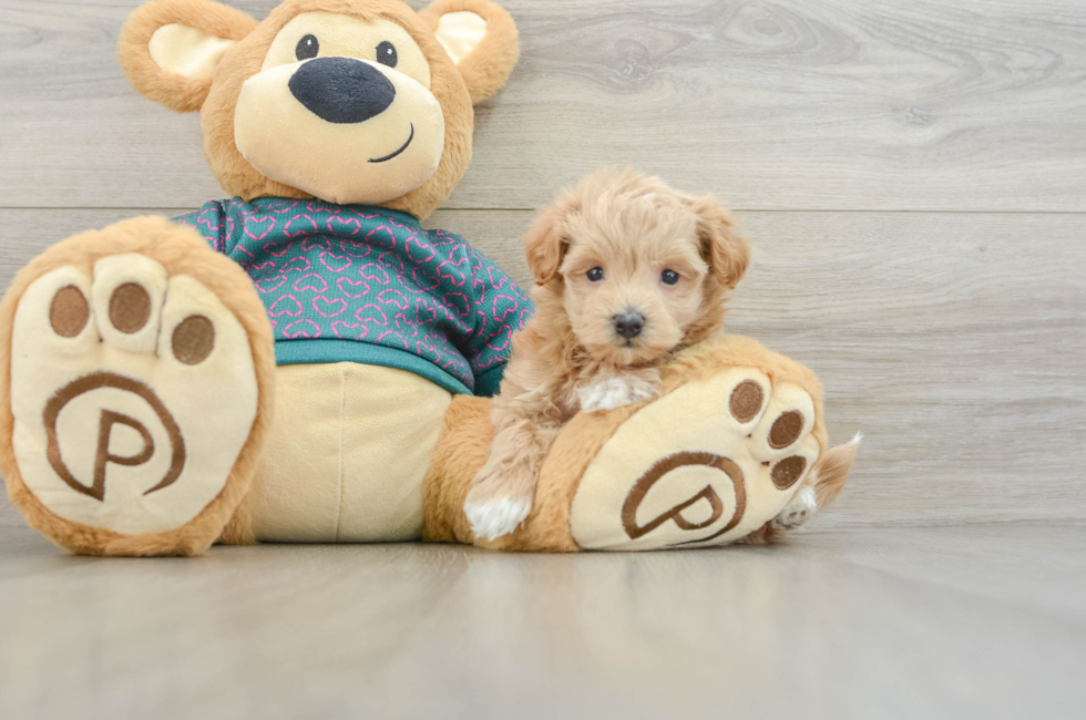 6 week old Maltipoo Puppy For Sale - Pilesgrove Pups