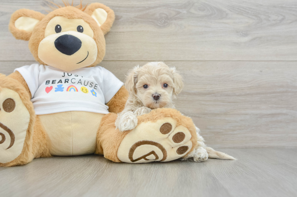 6 week old Maltipoo Puppy For Sale - Pilesgrove Pups