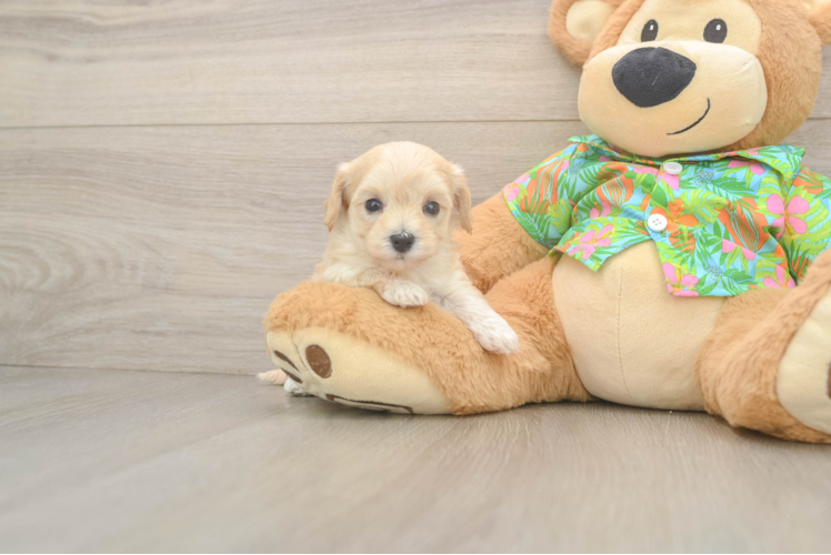 Maltipoo Puppy for Adoption