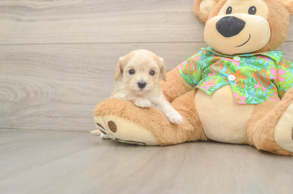 5 week old Maltipoo Puppy For Sale - Pilesgrove Pups