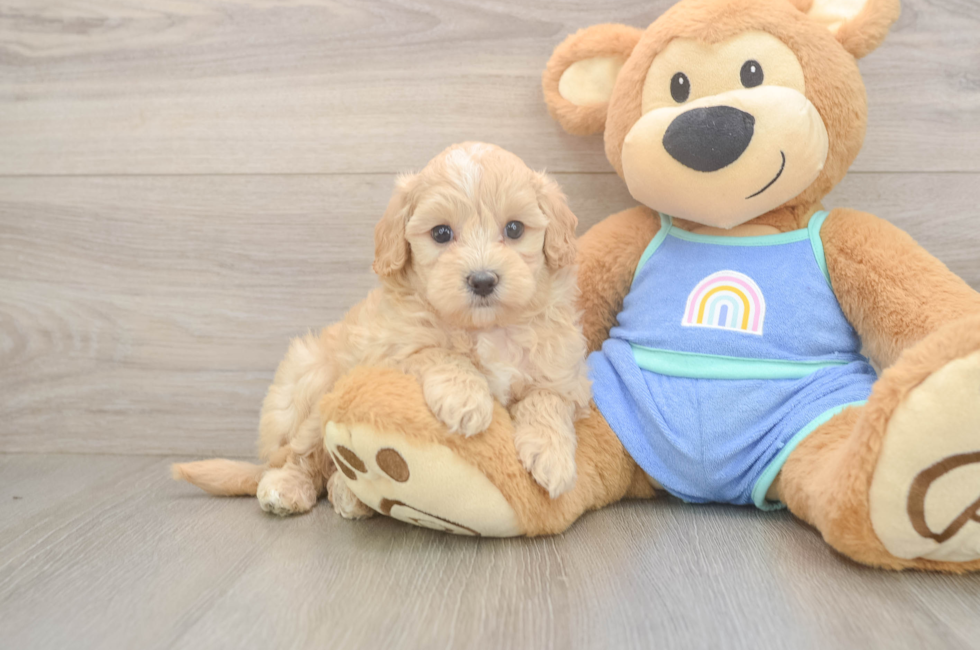 6 week old Maltipoo Puppy For Sale - Pilesgrove Pups