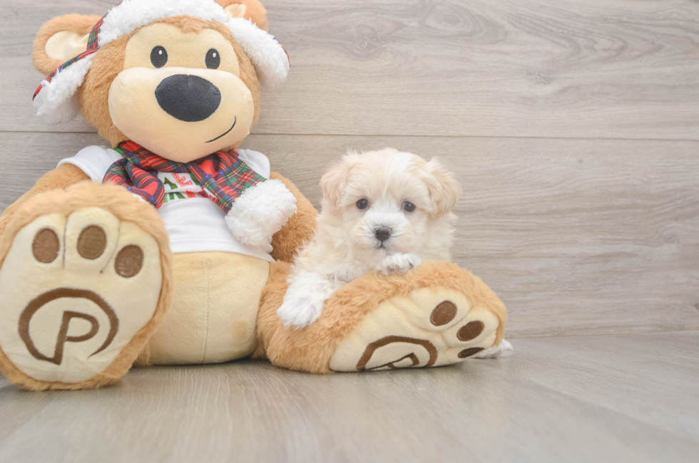 5 week old Maltipoo Puppy For Sale - Pilesgrove Pups