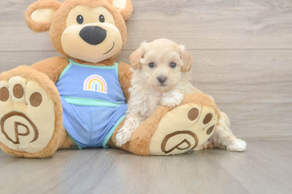 6 week old Maltipoo Puppy For Sale - Pilesgrove Pups