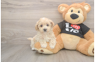 Maltipoo Pup Being Cute