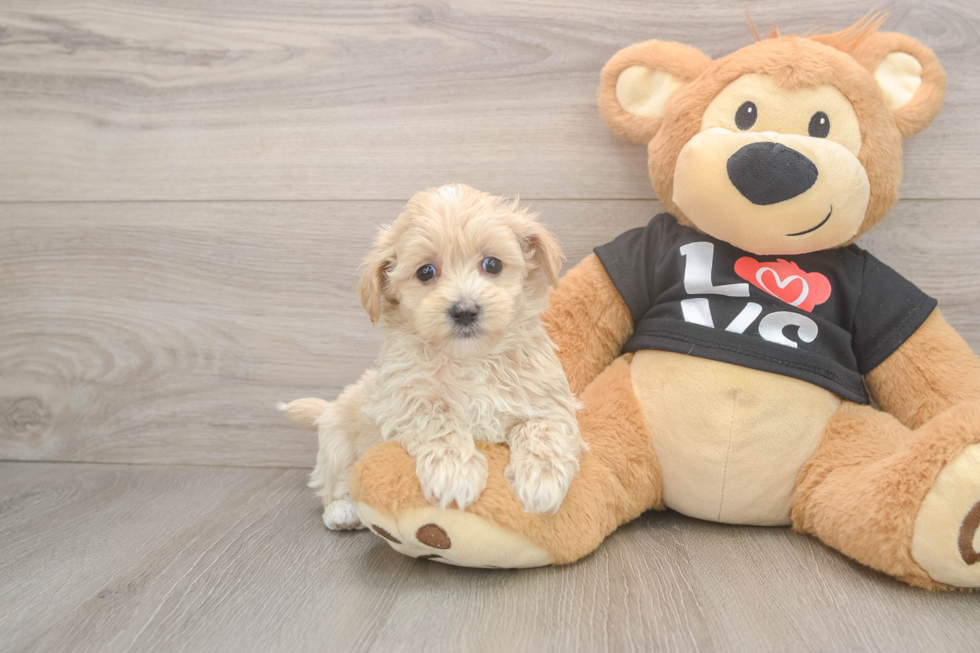 Maltipoo Pup Being Cute