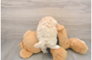 Maltipoo Pup Being Cute