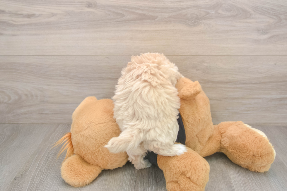 Maltipoo Pup Being Cute