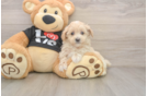 Popular Maltipoo Poodle Mix Pup