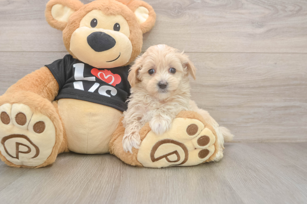 Popular Maltipoo Poodle Mix Pup