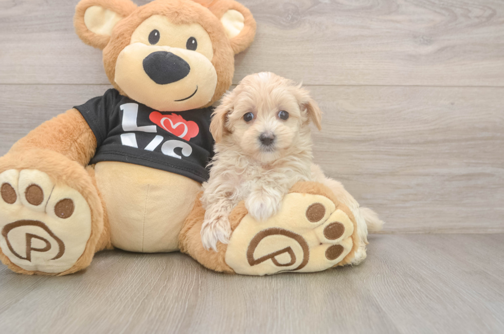 5 week old Maltipoo Puppy For Sale - Pilesgrove Pups