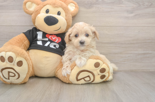 Popular Maltipoo Poodle Mix Pup
