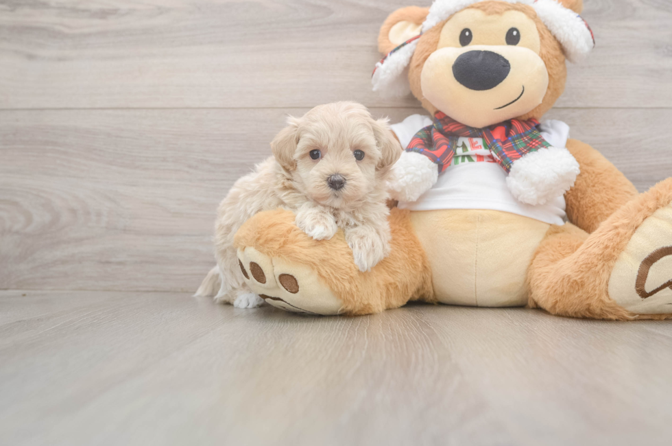 5 week old Maltipoo Puppy For Sale - Pilesgrove Pups