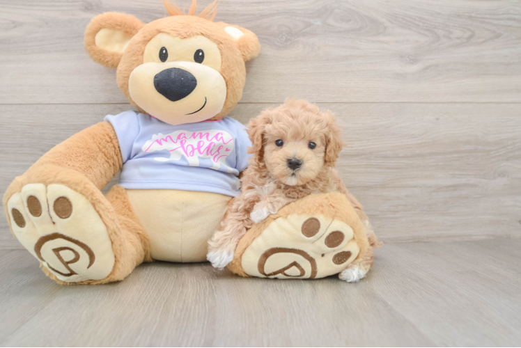 Petite Maltipoo Poodle Mix Pup